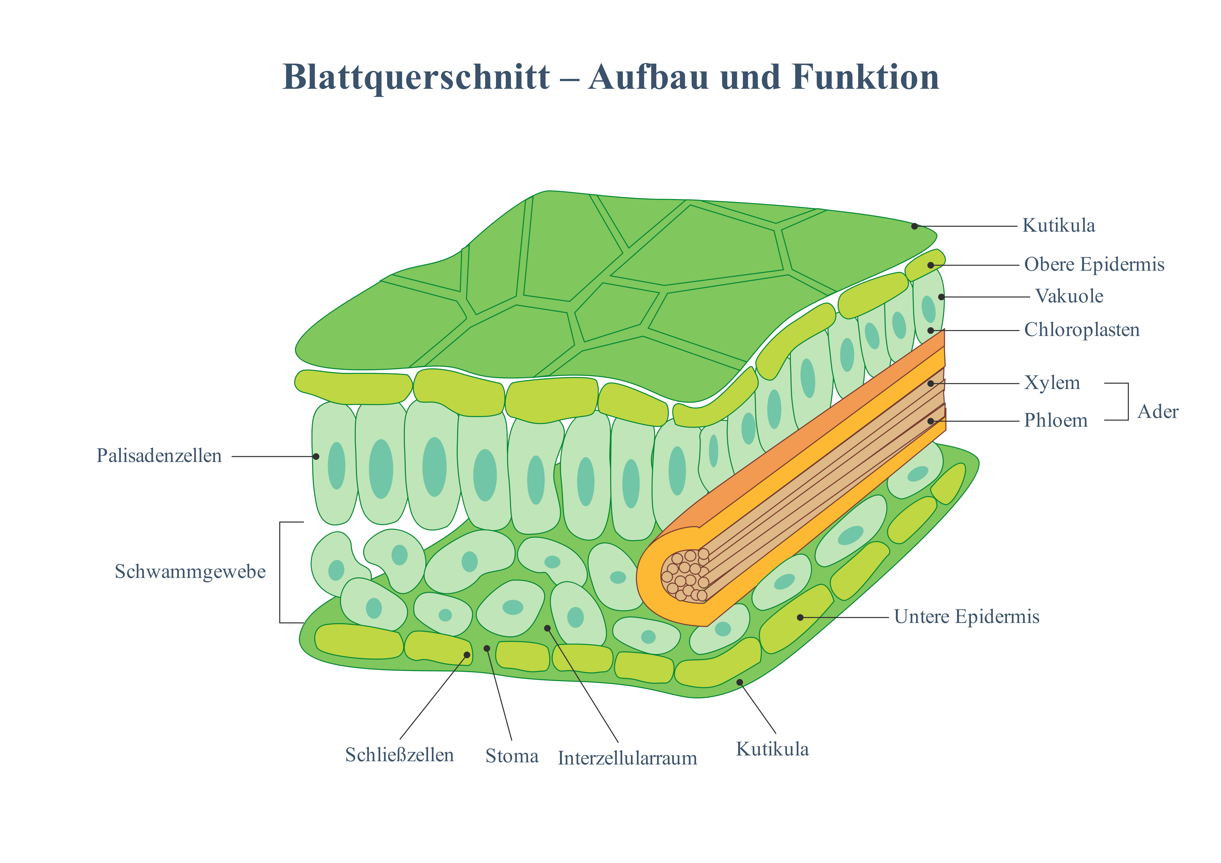 Blattquerschnitt – Aufbau und Funktion