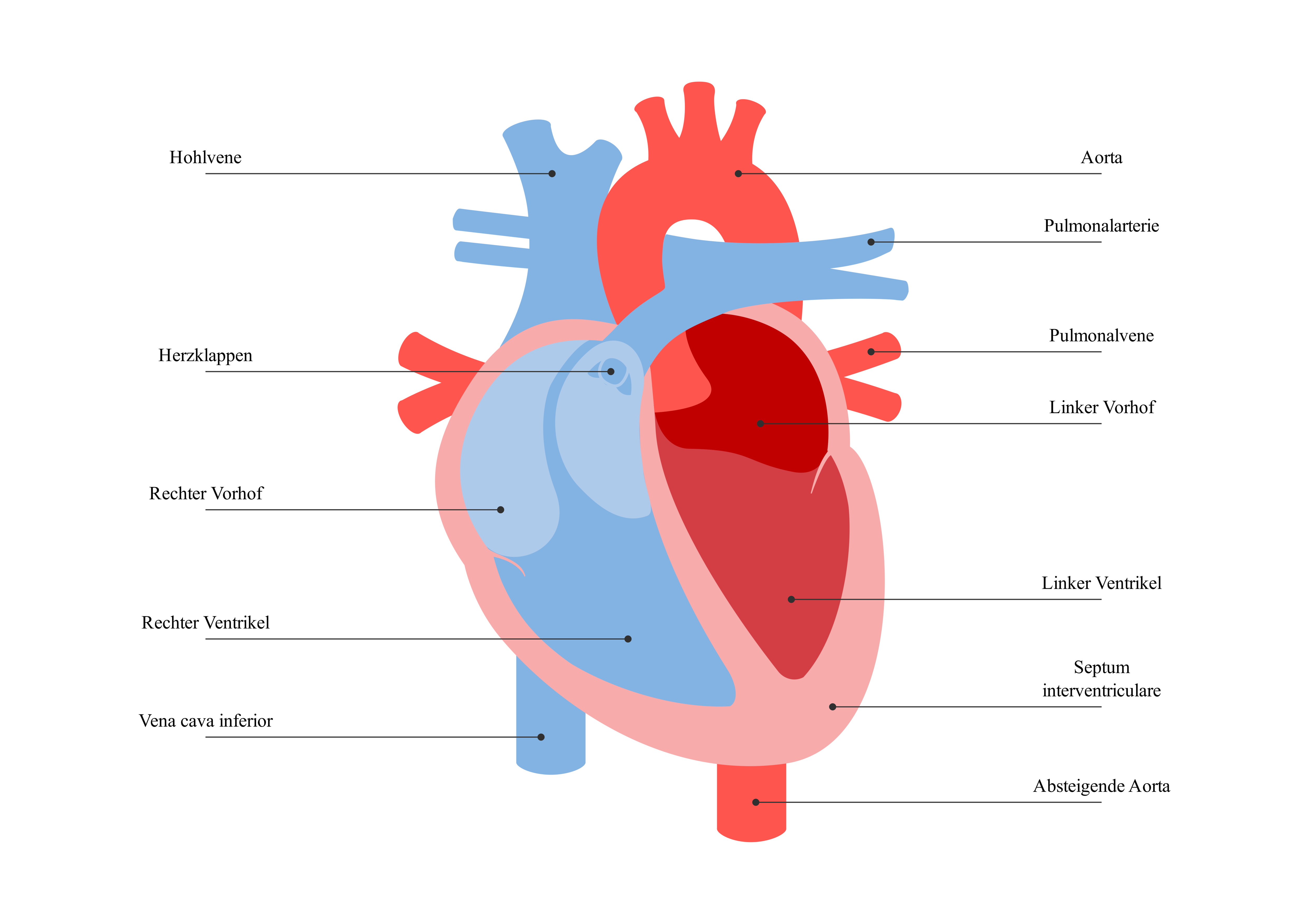 Das Herz – Anatomie und Blutkreislauf