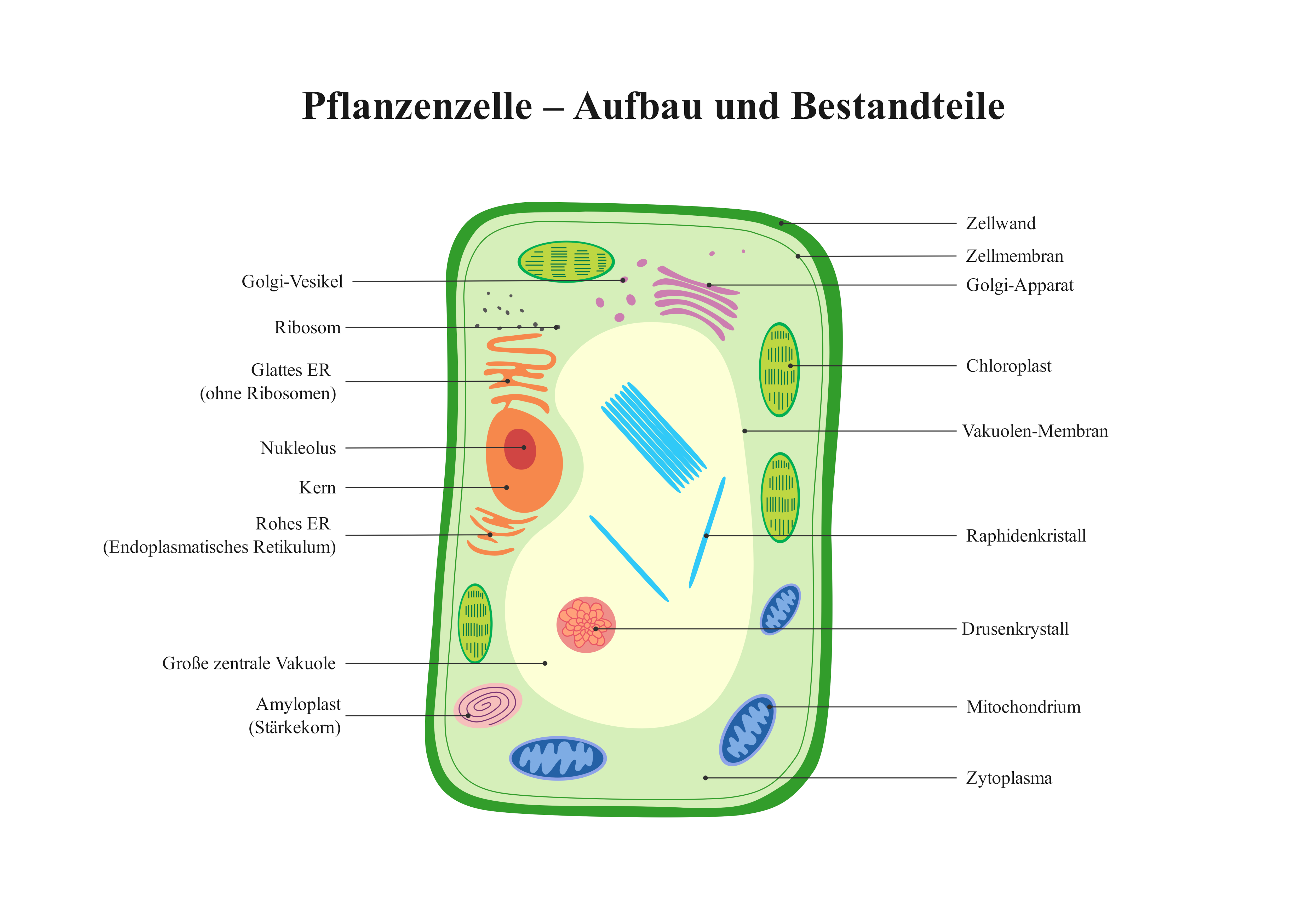Pflanzenzelle – Aufbau und Bestandteile