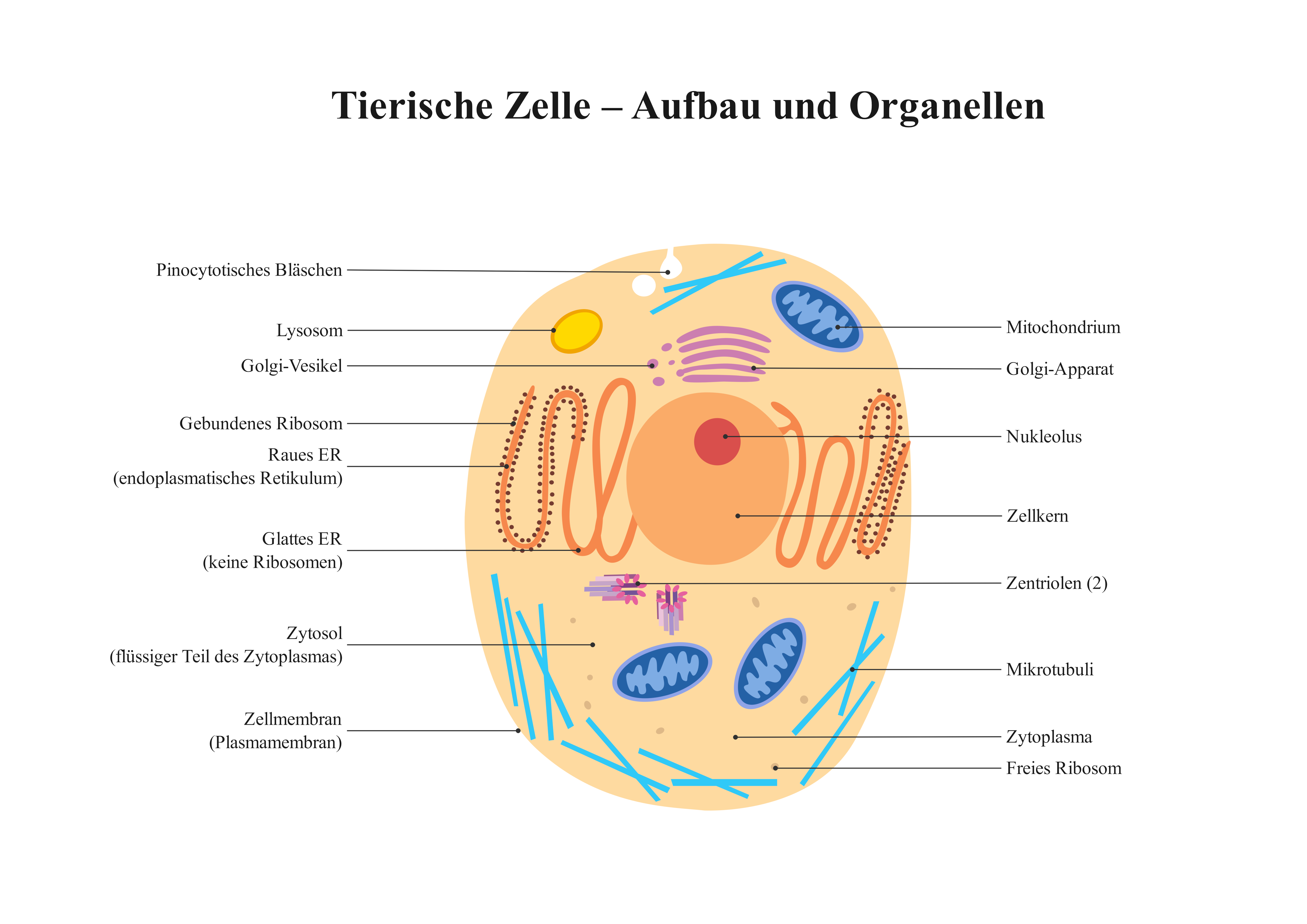 Tierische Zelle – Aufbau und Organellen