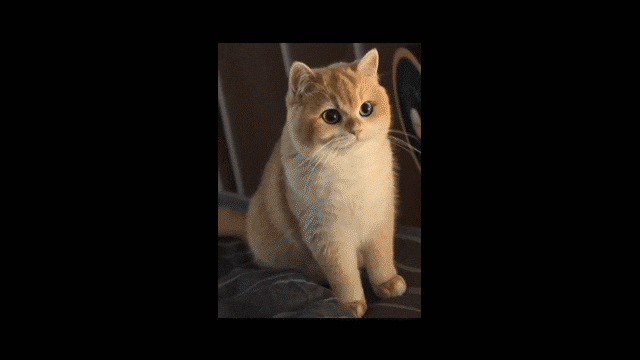 ki video katze meme